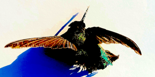 mr-hummings-b mr-hummings-b